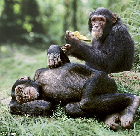 chimps sharing food