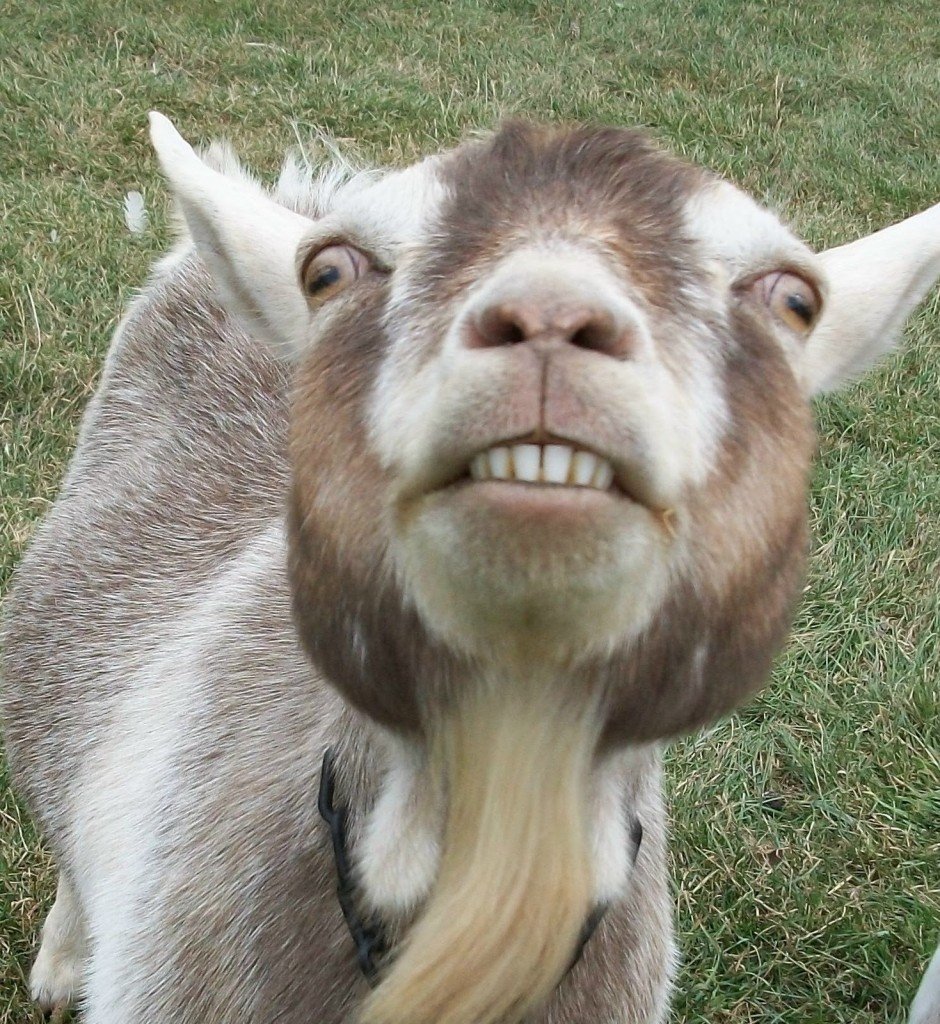 scarey goat