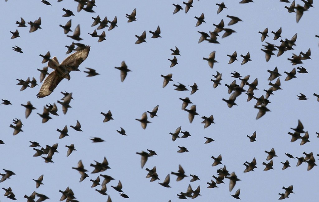 starlings flying